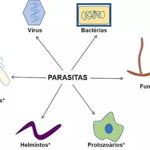 Imagem de capa para o Ebook Tabela Parasitologia