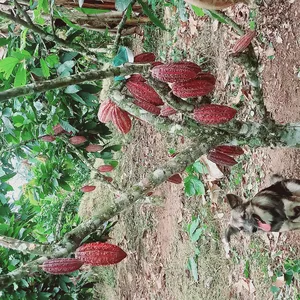 Cover image for Online course El perro y las plantas 