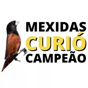 Curso Curio Campeão