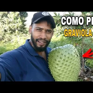 Curso Curso Produção de Graviola Gigante