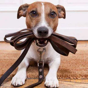 Imagem do curso COMO ADESTRAR CAES/ CURSO DE COMO A ADESTRAR SEU AMIGO PELUDO