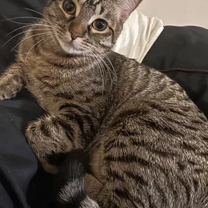 Imagem de capa para o Ebook Receitas caseiras para animais doentes 