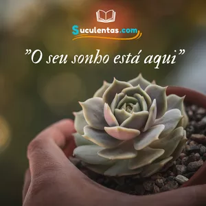 Imagem de capa para o Ebook Mini curso, Suculentas dos sonhos