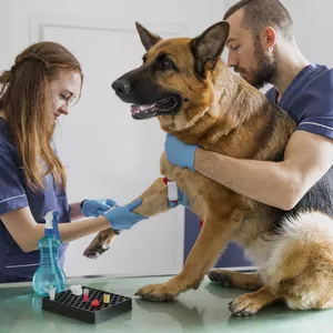 Imagen de portada para Curso online AUXILIAR DE VETERINARIA