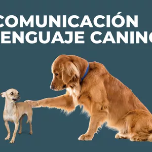 Imagen de portada para Curso online Comunicación y lenguaje canino