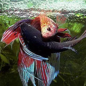 Cover image for Ebook Unveiling the Secrets of Betta Reproduction: From Nest to Fry