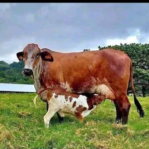 Imagen de portada para Curso online Mi ganaderia