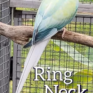 Imagem de capa para o Ebook Manejo de psitacideos sem enrolação, Ring Neck, Loris, Papagaio Ecletus