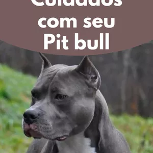 Imagem de capa para o Ebook Curiosidade e cuidados com seu pit bull 