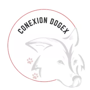 Imagen de portada para Curso online Conexión Dogex