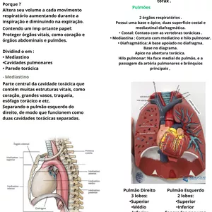 Imagem de capa para o Ebook Anatomia do tórax , contendo posicionamento Radiológico 