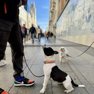 Imagen de portada para Curso online El Paseo Perfecto