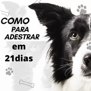 Imagem de capa para o Ebook adestrando em 21dias 