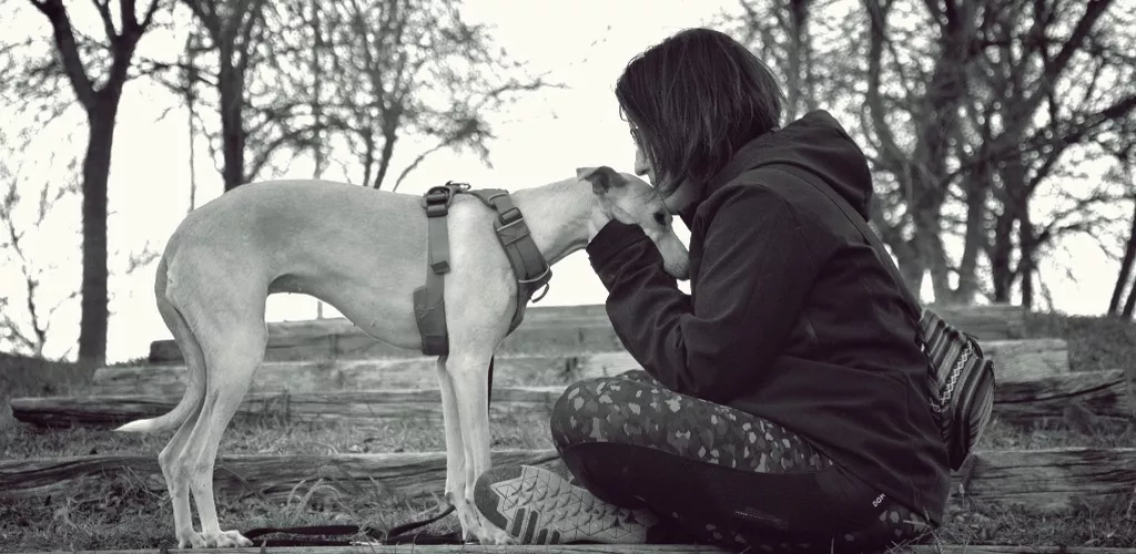 Curso Vínculo Humano - Animal