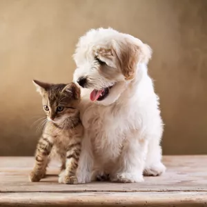 Imagen de portada para Ebook Previene Pulgas y Garrapatas (gatos y perros)