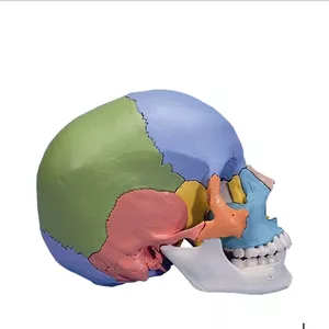 Imagem de capa para o Ebook 100 QUESTÕES DE ANATOMIA HUMANA ÓSSEA