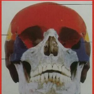 Imagem de capa para o Ebook APRENDA BRINCANDO ESTUDO ANATÔMICO DO SISTEMA ESQUELÉTICO