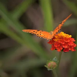 Imagem de capa para o Curso online Fotografia de borboleta