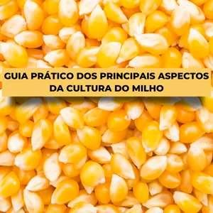 Imagem de capa para o Ebook Guia prático dos principais aspectos da cultura do milho