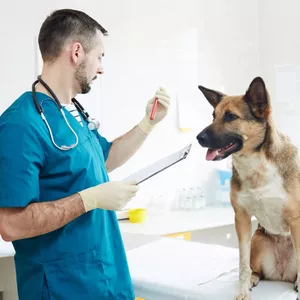 Imagem de Curso de Auxiliar Veterinário criado por Marlon Oruê na hotmart