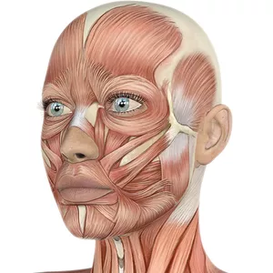 Fáscia e Cirurgia Plástica>