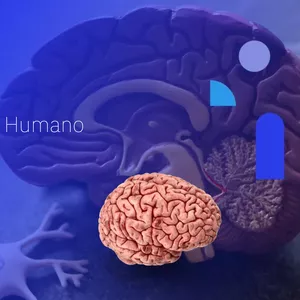 Imagem principal do produto E-Book - Guia de Bolso para Neuroanatomia Aplicada ao Movimento Humano