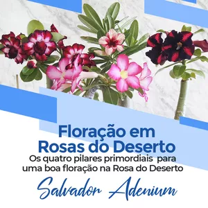 Imagem de capa para o Curso online CURSO 8 Faça sua Rosa do Deserto Florir o Ano Inteiro 