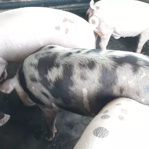 Imagem de Curso Ração Caseira para Suínos criado por Ernandes lima da silva na hotmart