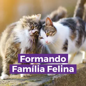 Imagem de capa para o Curso online Curso: Formando Família Felina