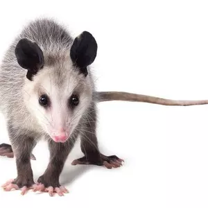 Imagem de capa para o Curso online Cabeleireiro 
