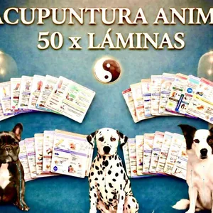 Imagen de portada para Curso online PACK ACUPUNTURA ANIMAL 50 X LÁMINAS. DR VICENTE CALDERÓN