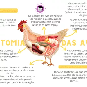 Imagem de capa para o Ebook Anatomia das Aves