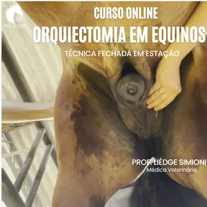 Imagem de capa para o Curso online Orquiectomia em Equinos  - Técnica fechada em estação