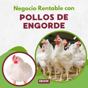 Imagen de portada para Curso online Negocio Rentable con Pollos de Engorde