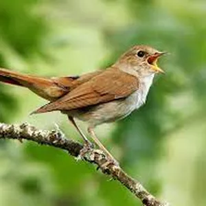 Imagem de capa para o Curso online Passarinho 2