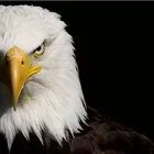 Águias voam com Águias 