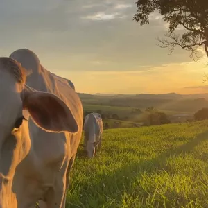 Imagem de capa para o Curso online DSA Company