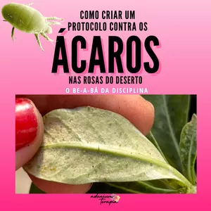 Imagem de capa para o Ebook ÁCAROS: Criando um protocolo - O be-a-bá da disciplina