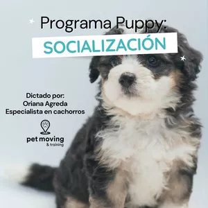 Imagen de portada para Curso online Programa Puppy: Socialización