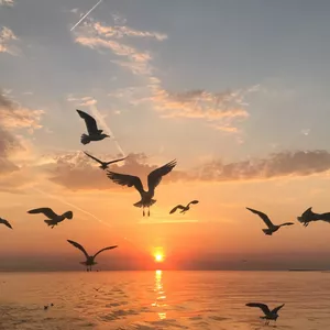 Imagen de portada para Curso online Plumíferas