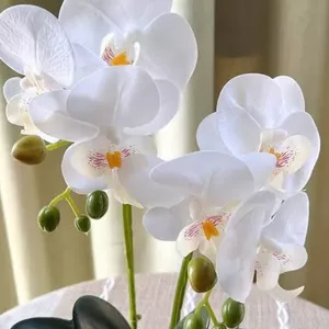 Imagem de capa para o Ebook Como cuidar da sua orquídea!!!