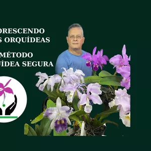 Imagem de capa para o Curso online Florescendo Suas Orquídeas: Método orquídea Segura.