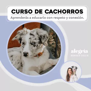 Imagen de portada para Curso online Educa y Entrena a tu CACHORRO paso a paso