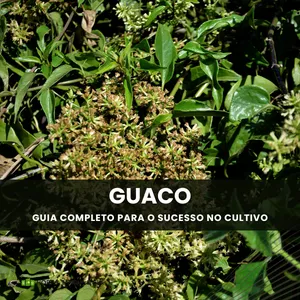 Imagem de capa para o Ebook Guaco Verdejante: O Guia Definitivo para Cultivar, Colher e Lucrar com a Planta Milagrosa!