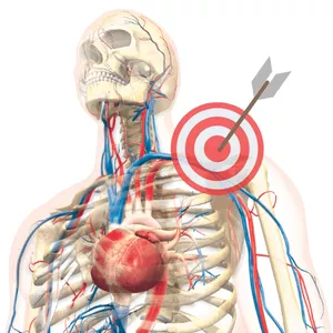 Imagem principal do produto Anatomia Humana em Jogo - MED (Flashei!)
