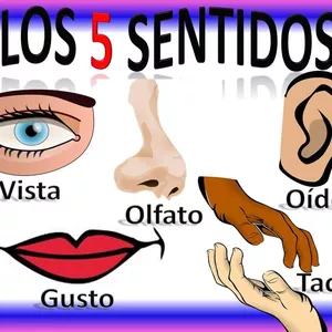 Imagem principal do produto Órganos de los sentidos 