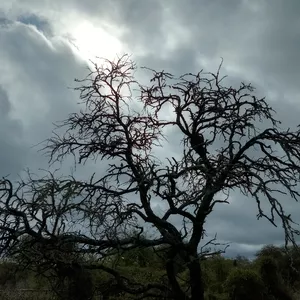 Imagen de portada para Curso online naturaleza y 🌩 