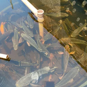 Imagem de capa para o Curso online CRIAÇÃO DE PEIXE EM CAIXA D'ÁGUA