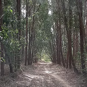Imagen de portada para Curso online Bosque 