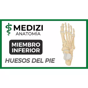 Imagen de portada para Ebook Anatomía de Miembro Inferior - Huesos del pie - Tobillo